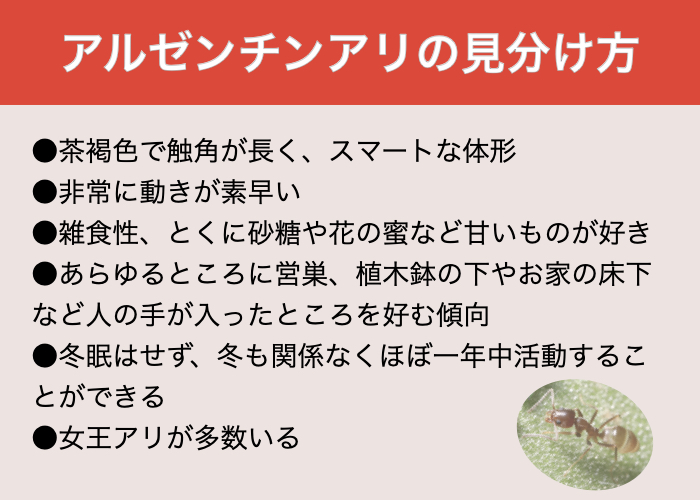 史上最強の小さな侵略者「アルゼンチンアリ」の見分け方