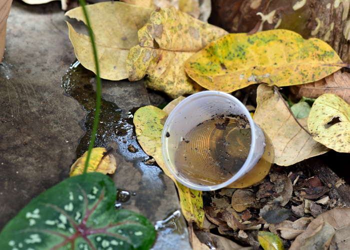 コップ1杯でも要注意!? 庭に溜めた水が蚊・ボウフラを生む