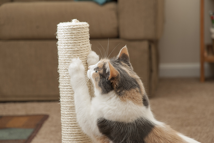 犬・猫と共に暮らすお家のポイント⑤防御だけでなく満足も与える