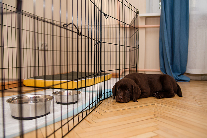 犬と暮らす住まいの工夫①サークルで居場所を制限して管理責任スペースを減らす