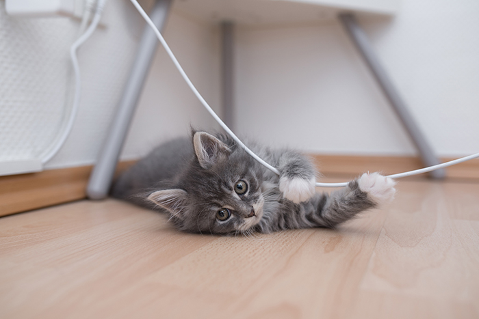 猫と暮らす住まいの工夫①収納と安全を確保