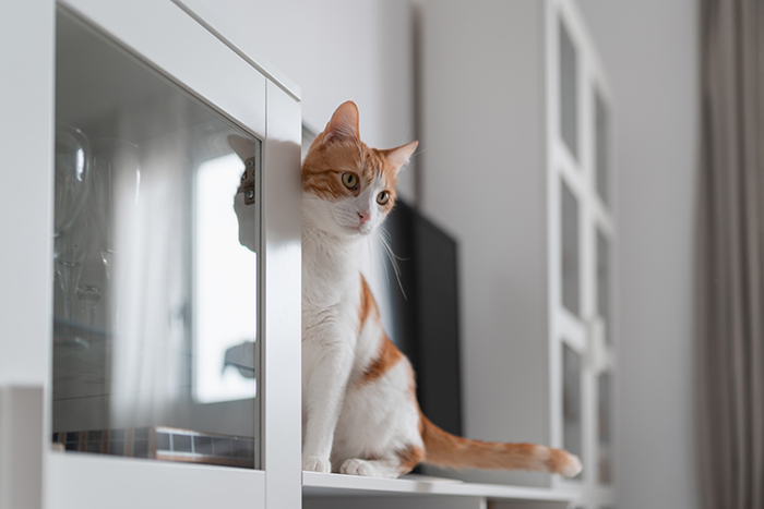 猫と暮らす住まいの工夫②掃除しやすい環境を整える