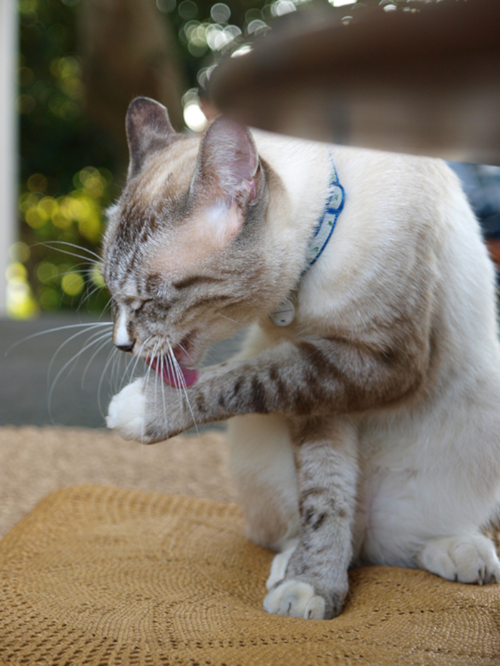 縦長の構図で撮影された猫