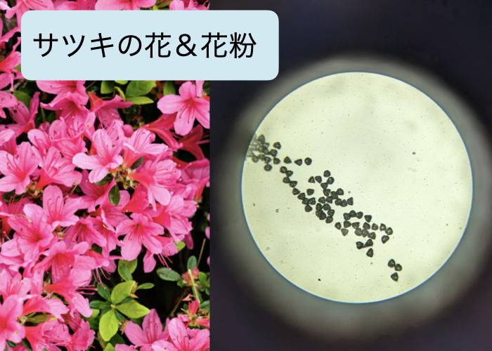 【自由研究のまとめ方】手づくり顕微鏡でこんなに見える! いろいろな植物の花粉をコレクションしよう