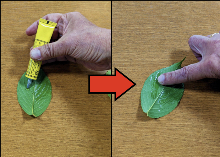 【自由研究のまとめ方　応用編】葉の裏を観察手順①　葉の裏をセメダインでコピー