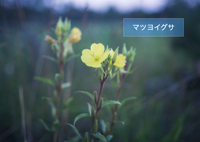 【自由研究のまとめ方　応用編①】朝だけ咲く花と夜に咲く花を調べる