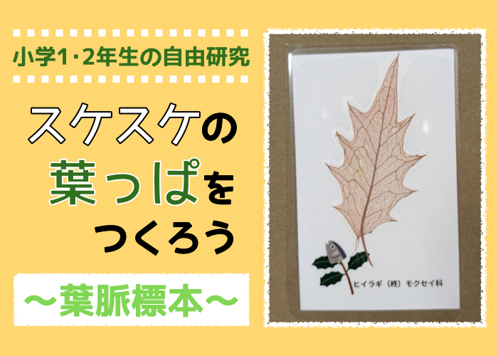 【小学1・2年生向け】面白い夏休みの自由研究②スケスケの葉っぱ（葉脈標本）をつくろう