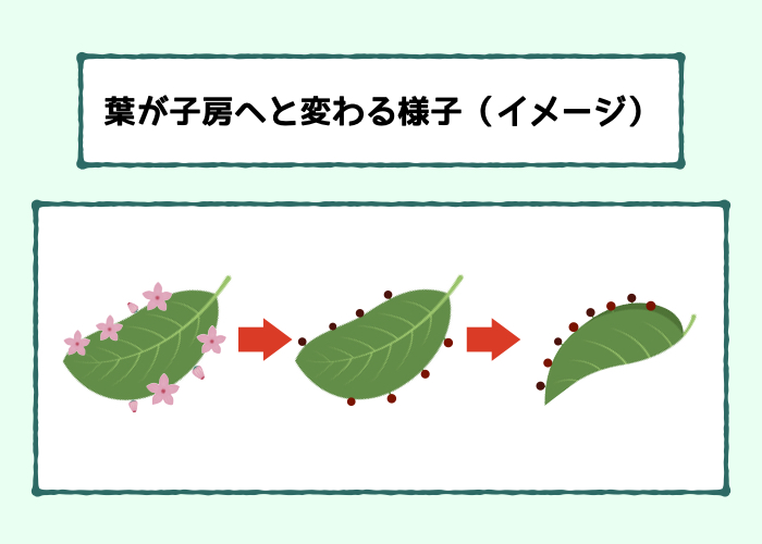 【果実は葉からできている!?】葉が子房へと変わる様子（イメージ）