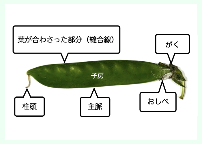 【果実は葉からできている!?】エンドウ豆は1枚の葉が変化してできた