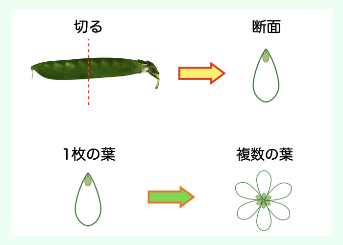 【果実は葉からできている!?】複数枚の葉が変化してできた果実