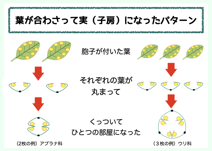 【果実は葉からできている!?】自由研究のまとめ方と発展①「側膜胎座」を調べよう