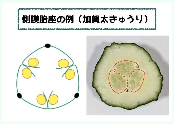 【果実は葉からできている!?】側膜胎座の例（加賀太きゅうり）