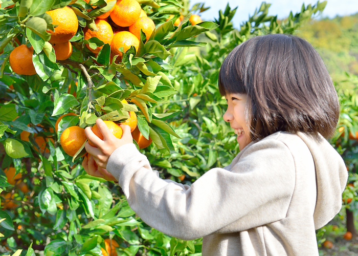 子どもが“自発的に”食と関わるための「人」「物」「空間」の環境づくり