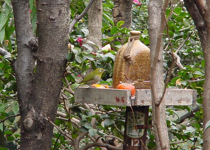 身近な野鳥―餌台に来たメジロ