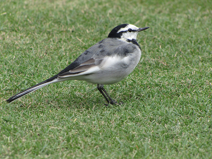 身近な野鳥―ハクセキレイの特徴