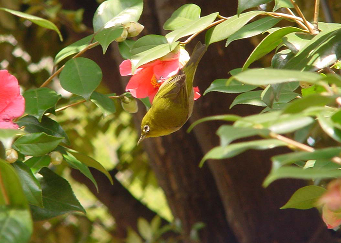 身近な野鳥―メジロの特徴