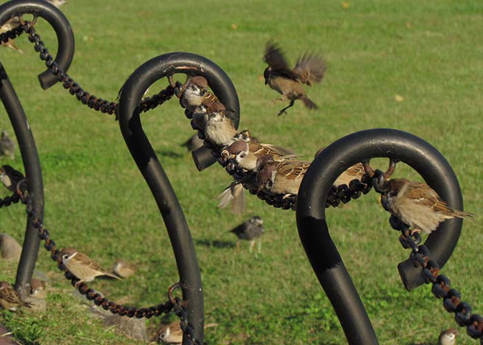 身近な野鳥―スズメの特徴