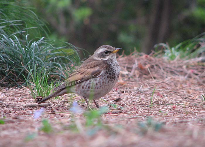 身近な野鳥―ツグミの特徴