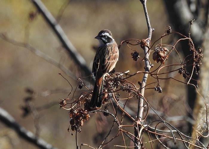 身近な野鳥―ホオジロの特徴