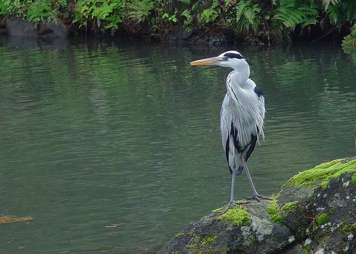 身近な野鳥―アオサギの特徴