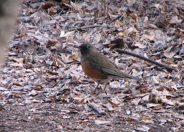 身近な野鳥―アカハラの特徴