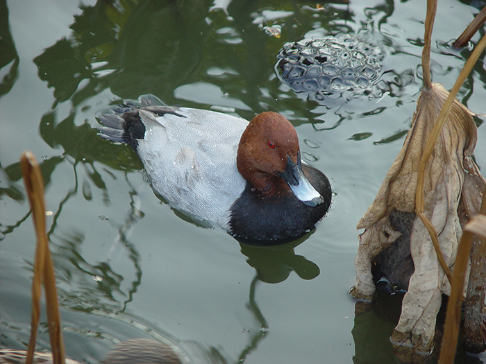 身近な野鳥―ホシハジロの特徴