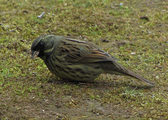 身近な野鳥―アオジの特徴