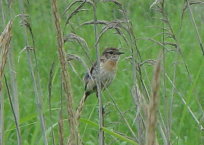 身近な野鳥―オオヨシキリの特徴