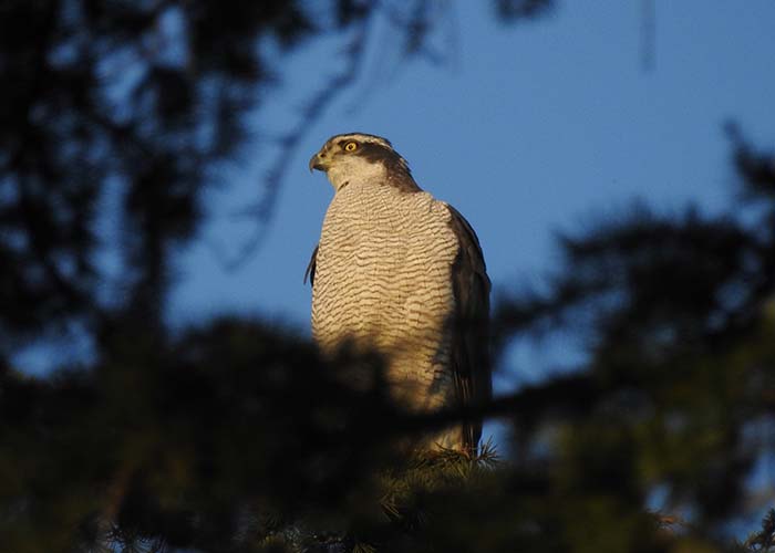 身近な野鳥―オオタカの特徴