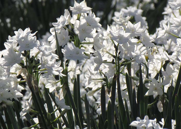 モグラ対策になる球根植物・スイセン